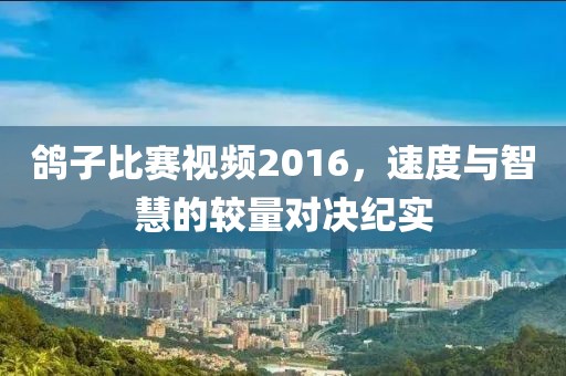 鴿子比賽視頻2016，速度與智慧的較量對決紀(jì)實