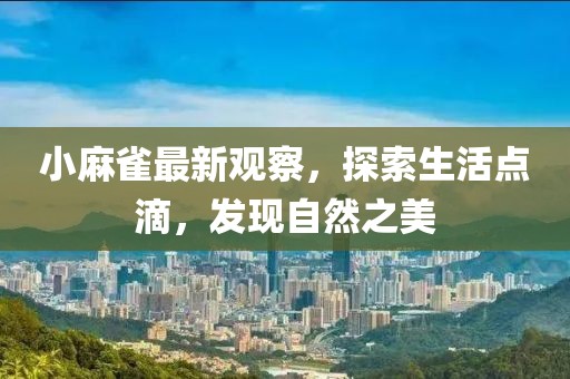 小麻雀最新觀察，探索生活點(diǎn)滴，發(fā)現(xiàn)自然之美