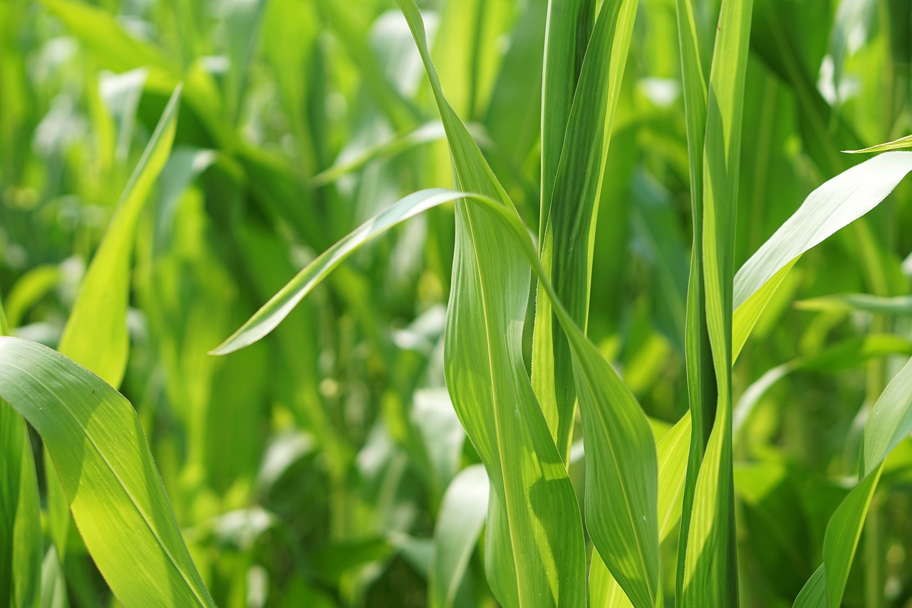 豆?jié){機(jī)價(jià)格走勢(shì)分析，市場(chǎng)趨勢(shì)與價(jià)格概覽