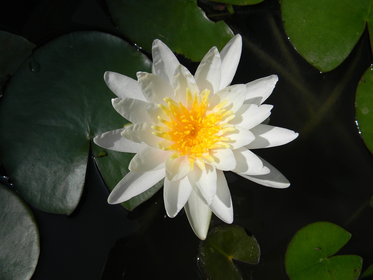 拳愿新動態(tài)，探尋武術(shù)世界的未來走向發(fā)展之路