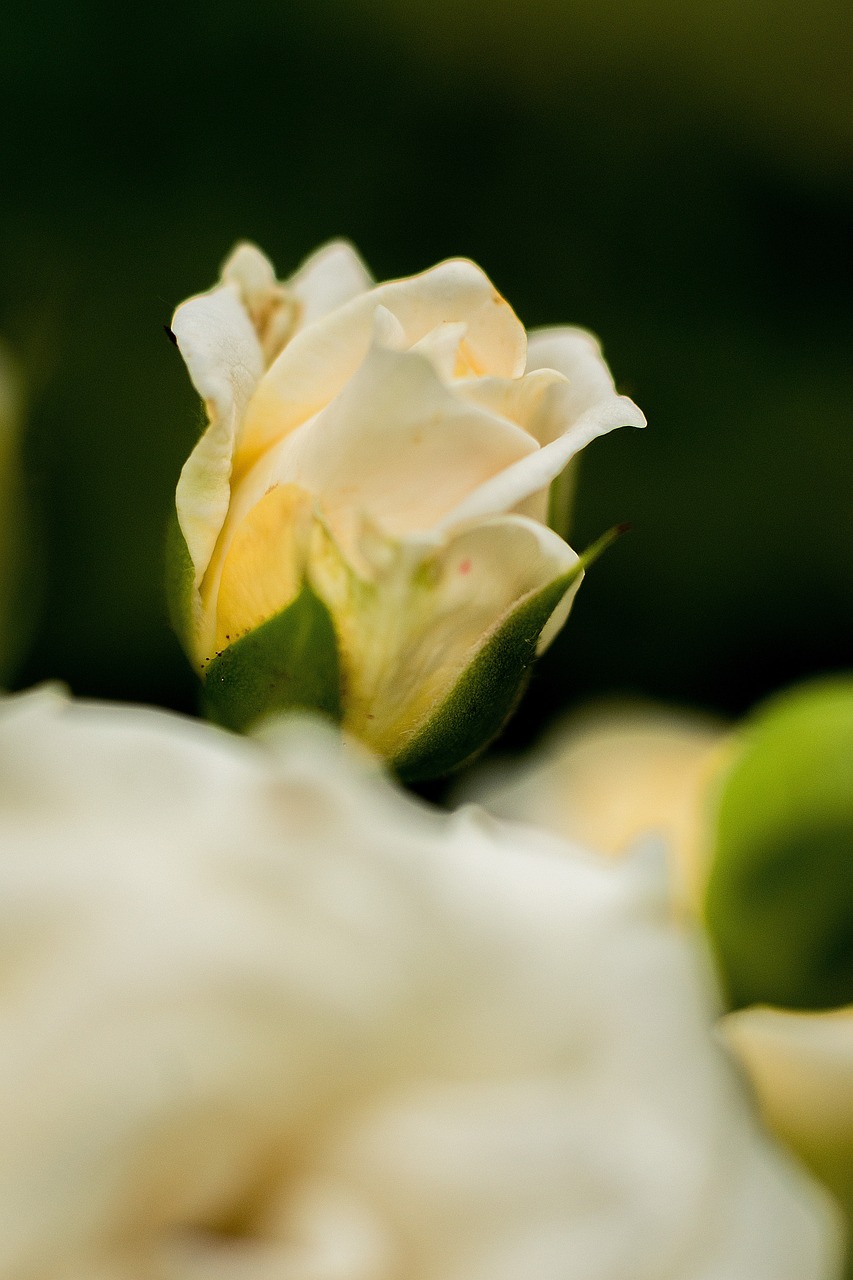 邯鄲陽光東尚最新動(dòng)態(tài)，城市發(fā)展的璀璨新星崛起