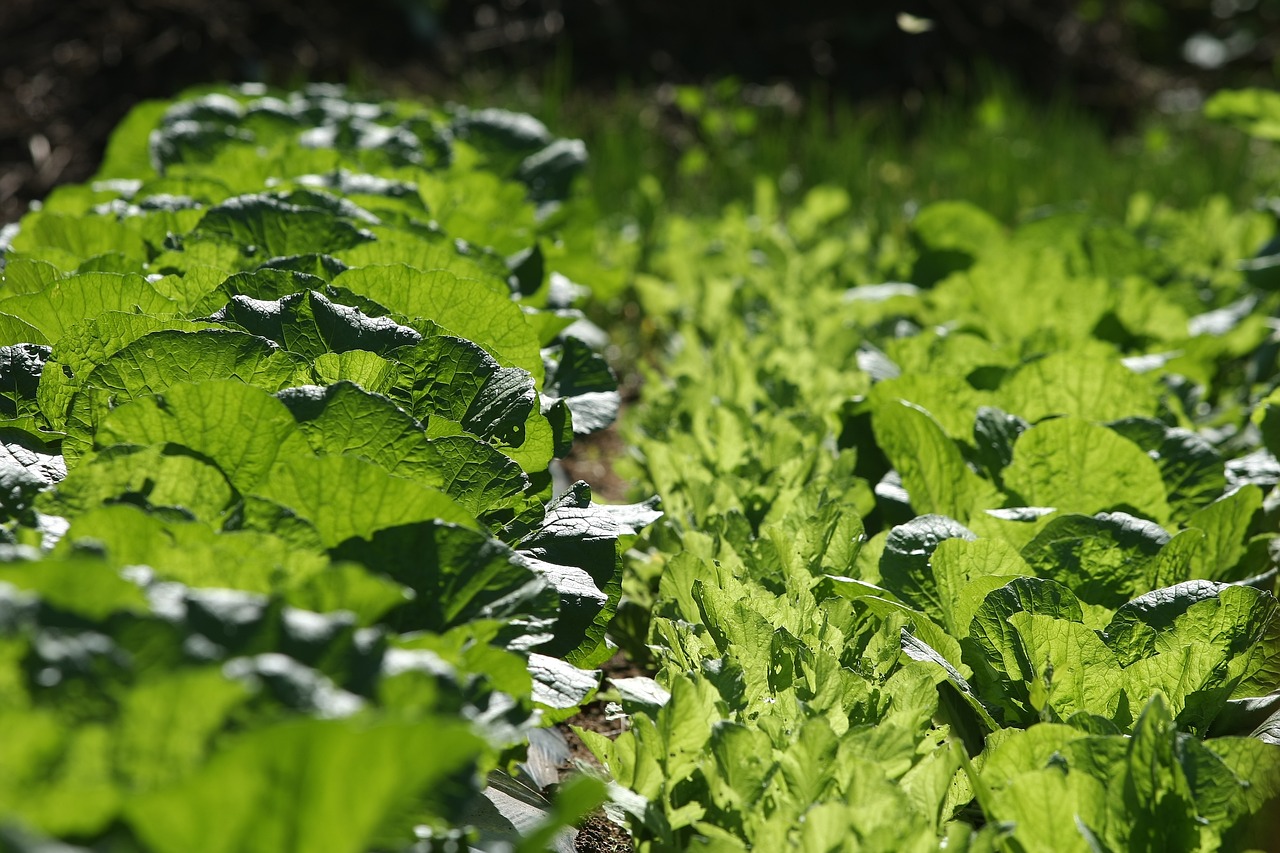 大白菜最新價(jià)格及動態(tài)分析概覽