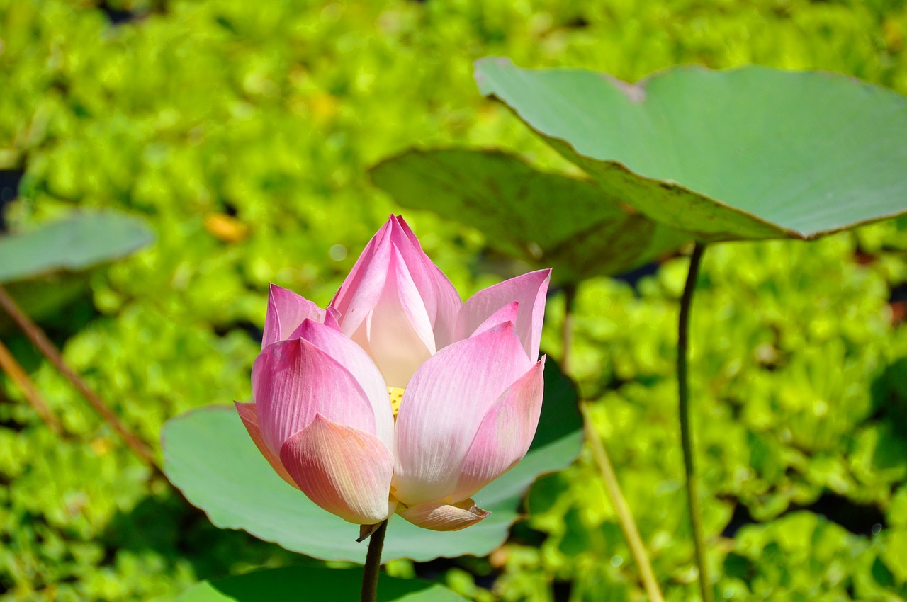 圍屋里的桃花，電視劇中的情感與命運(yùn)交織的桃花緣。