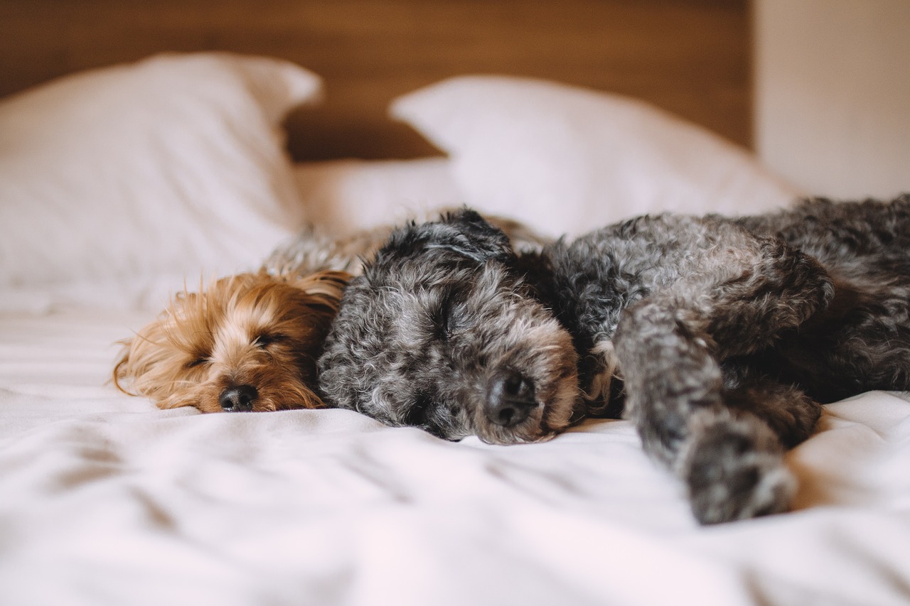 柯基犬行情深度解析與預(yù)測