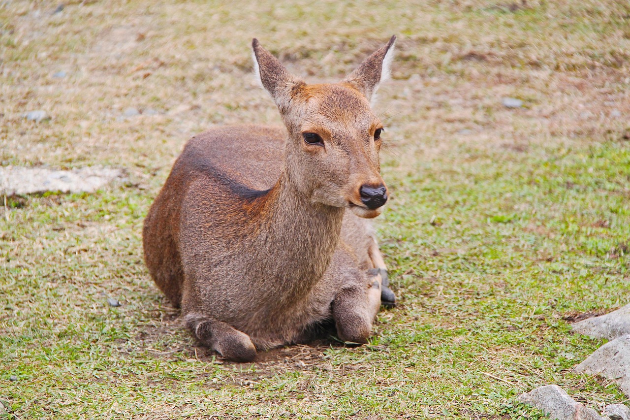 日本動漫中的動物王國