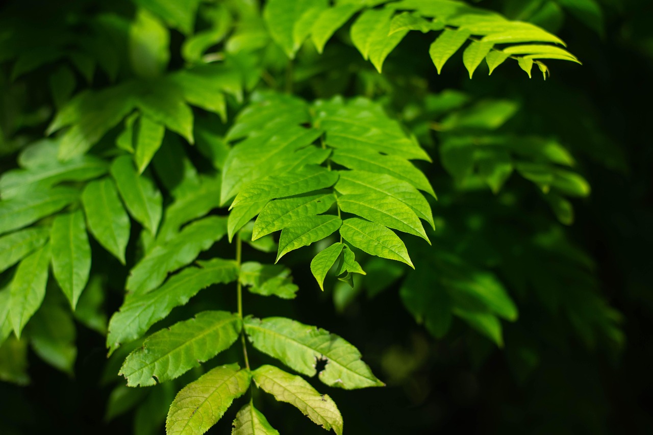 濮陽中央公園最新動態(tài)揭秘，展現(xiàn)城市綠色發(fā)展活力與魅力