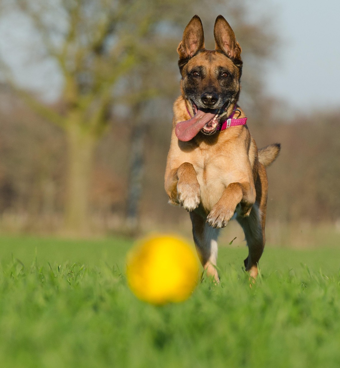 探索活力四溢的犬界新星——馬犬的新鮮趣事