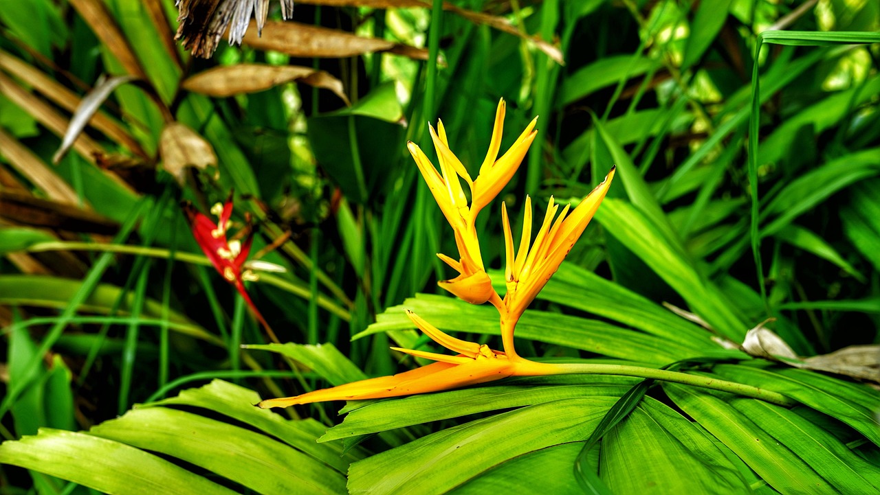 動(dòng)漫蓮花圖片的魅力與深遠(yuǎn)影響