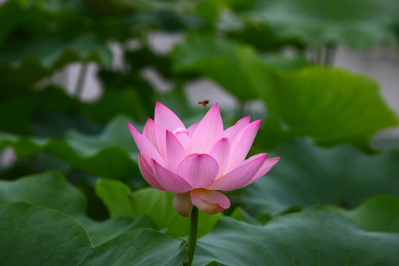 大連如意園最新動(dòng)態(tài)揭秘，未來(lái)美好藍(lán)圖展望