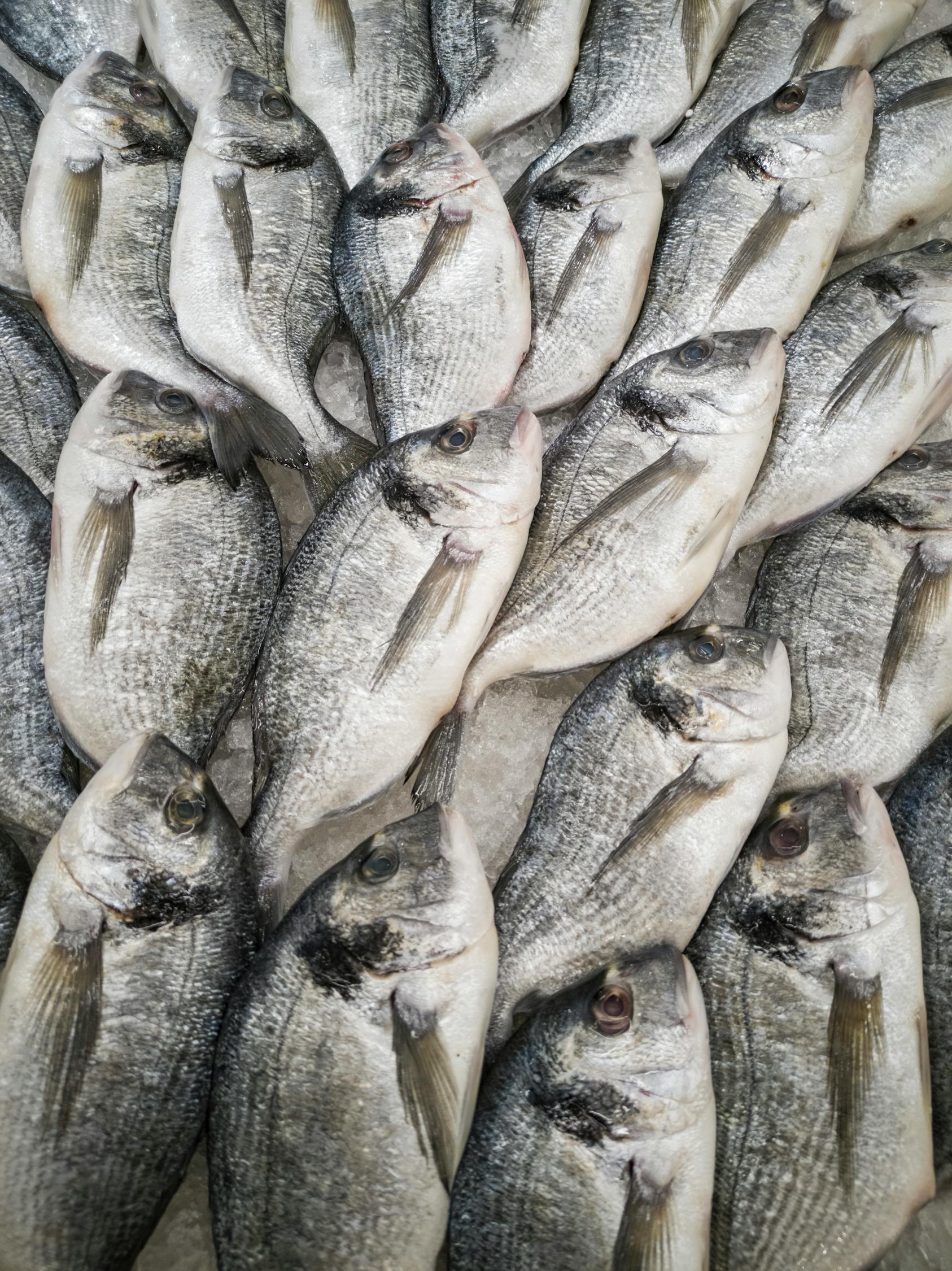 魚絲網(wǎng)價格概覽，市場走勢、影響因素與選購指南