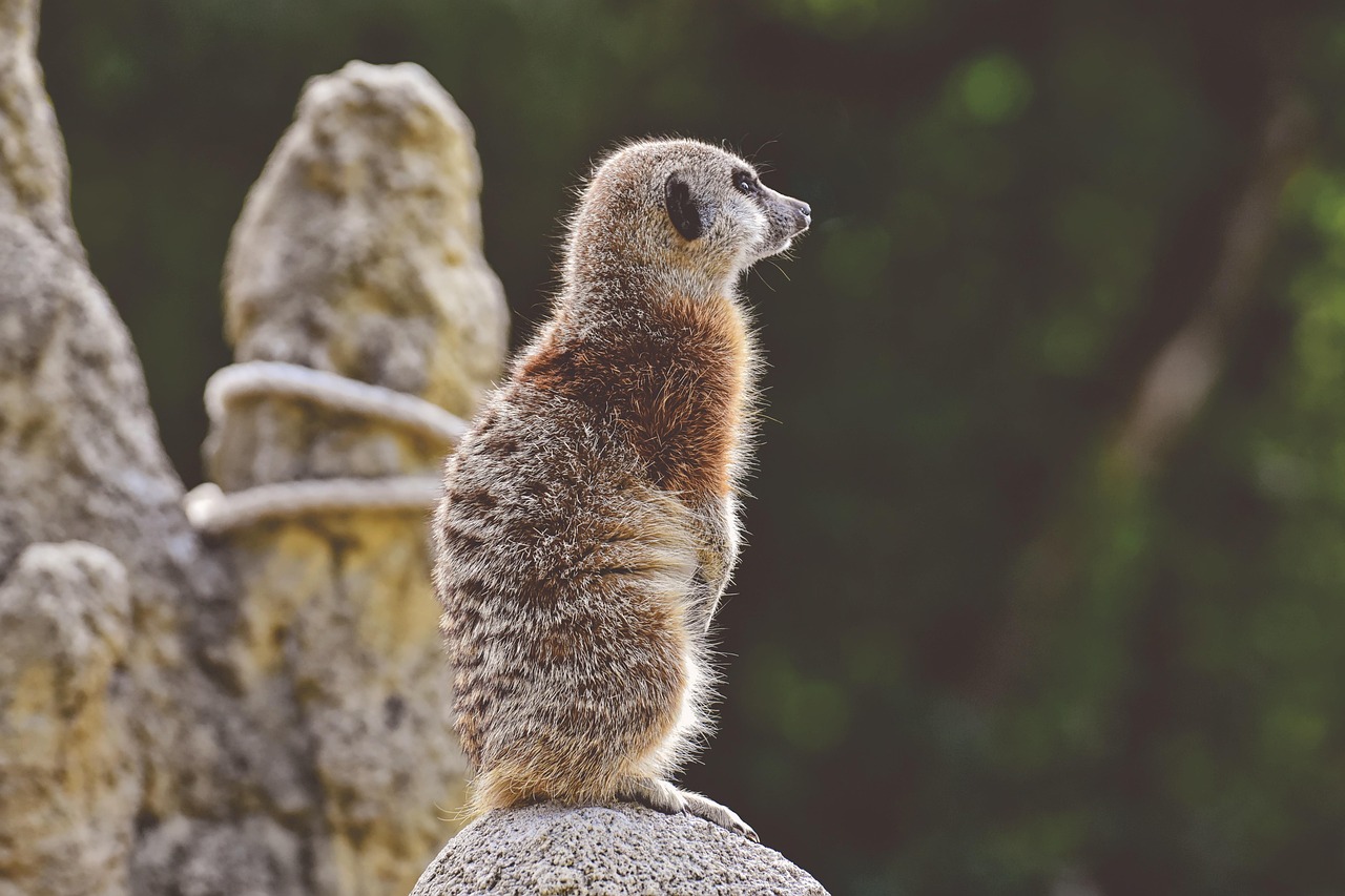 瘋狂動物園最新版本的獨特魅力與全新體驗