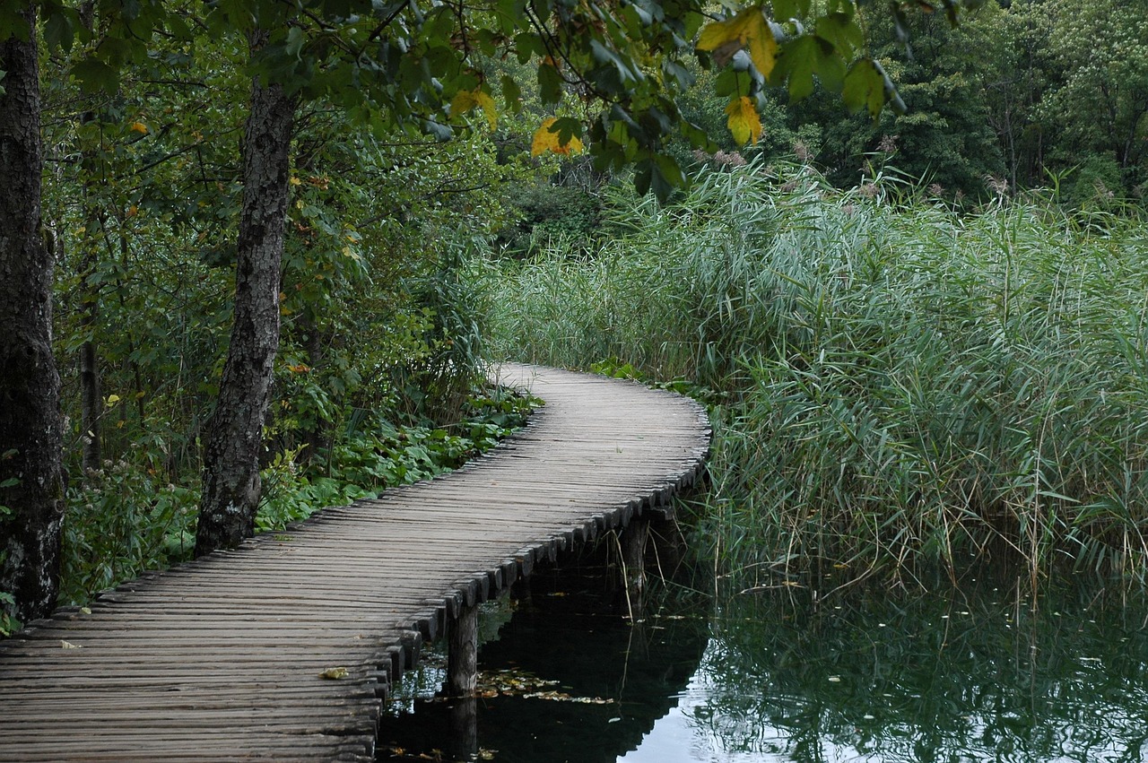 滑縣森林公園最新動態(tài)揭秘，最新進(jìn)展與活動概述