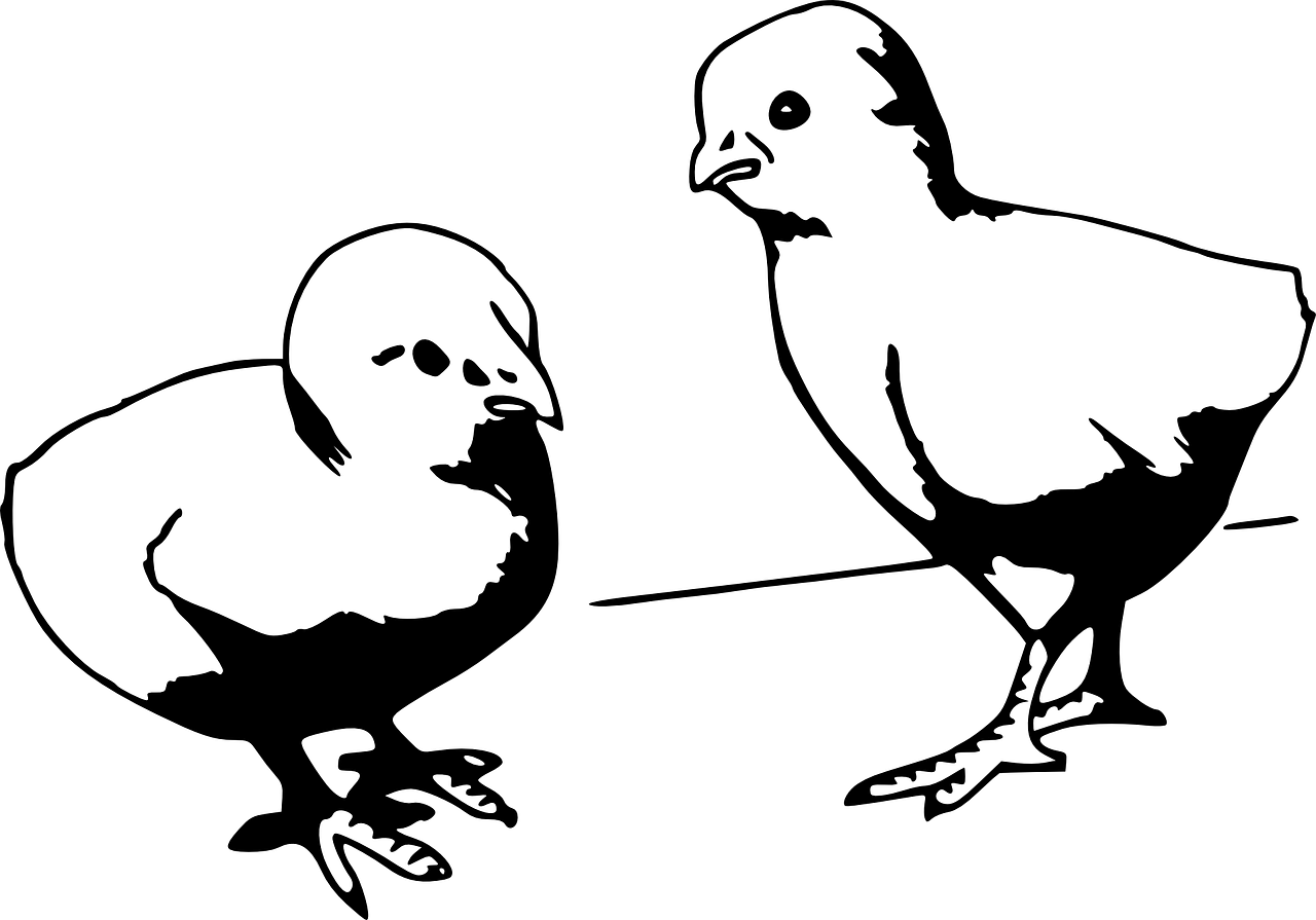 肉毛雞價(jià)格最新行情分析與趨勢(shì)預(yù)測(cè)